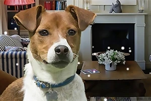 En hund med vit och brun päls står framför en vardagsrumsbakgrund med en soffa, bokhylla och en spiselkrans med växter
