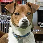 En hund med vit och brun päls står framför en vardagsrumsbakgrund med en soffa, bokhylla och en spiselkrans med växter