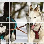 Två draghundar i sele springer över snötäckt mark